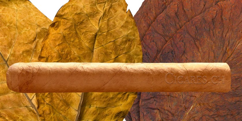 Facteurs qui influencent le goût et les arômes d'un cigare dès la culture du tabac.