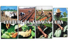 Comment se cultive le tabac à Cuba ?